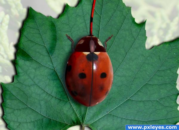 ladybug